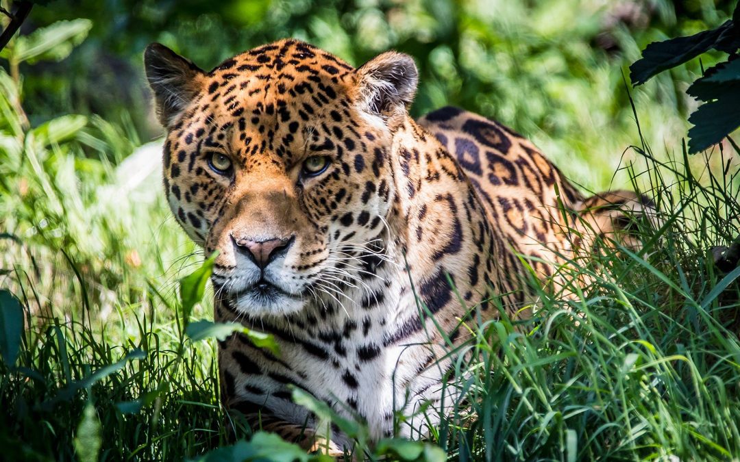 Dartmoor Zoo, Plymouth