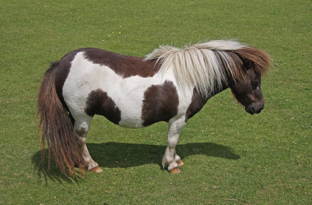 Miniature Pony Centre