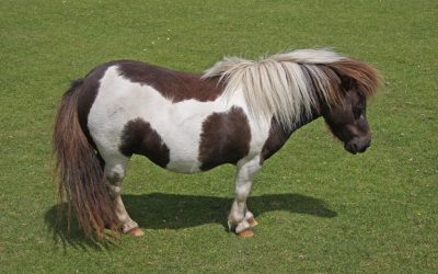 Miniature Pony Centre