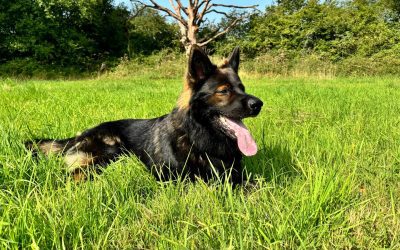 10 Dog Friendly Days Out in South Devon