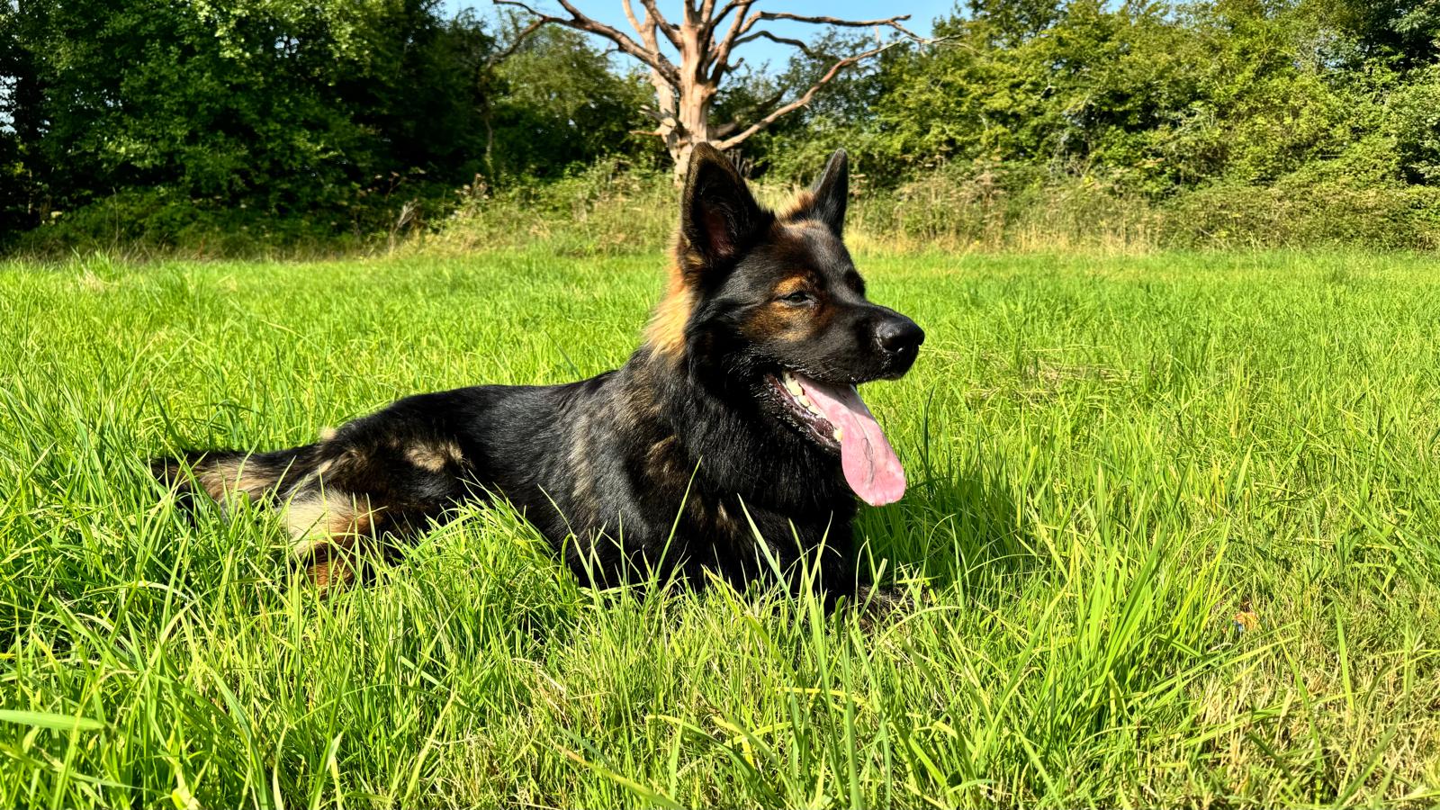 Dog in Devon Black dog resting in green grass